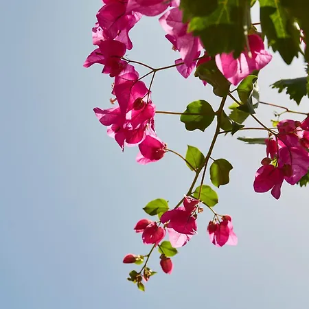 Mrs Armelina By Mr And Mrs White Pensjonat 4*