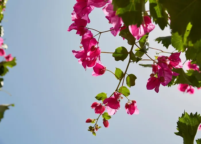 Mrs Armelina By Mr And Mrs White Pensjonat 4*